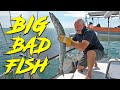 Biggest fish (of our lives) - Sailing Rally Pt11 Ep218