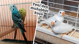 Hobi Kümes Vlog. Şu Şu Ülbülü