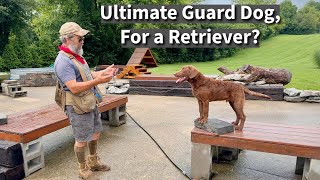 The Guard Dog You Weren't Expecting: The Chesapeake Bay Retriever