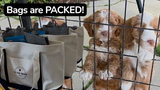 Australian Labradoodle Puppies 7-8 Weeks Old Cocoxollie