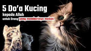 5 Doa kucing kepada pemiliknya | kucing lucu | info kucing