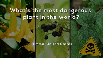 What's the most dangerous plant in the world?