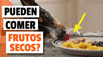 ¿Qué tipo de frutos secos son venenosos para los perros?