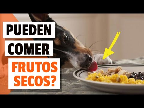 Video: ¿Pueden los perros comer frutos secos?