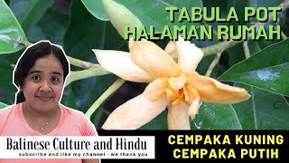 Download lagu Bunga Cempaka Kuning dan Putih | Tabula Pot | Balinese Culture and Hindu