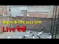 Kabutar Ke Liye Mix Dana Live Dekhen