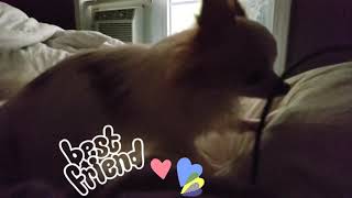 Waking with PeeBoo. PeeBoo and Momma BigFace. by Shelly In Full Bloom Carver 36 views 4 years ago 1 minute, 6 seconds