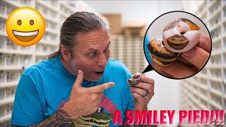 UNBOXING 25 PIED BALL PYTHONS!! FOUND ANOTHER SMILEY FACE!! | BRIAN BARCZYK