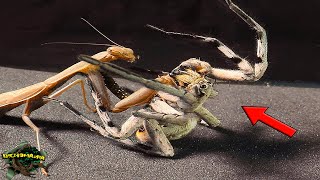 AWESOME! WHAT IF A HUGE Wolf SPIDER met a Praying MANTIS?