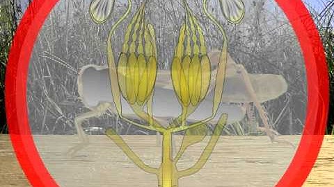 8. Insect reproductive systems