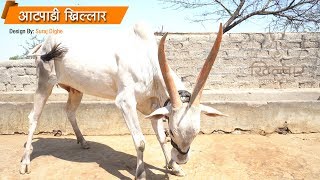 Khillar Maharashtrachi Shaan । कसे करायचे खिल्लारचे संगोपन ! । भाग ४ । २०१९ | Khillar