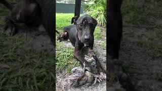 Meet Lovebug A Terrier American Staffordshire Currently Available For Adoption 2272019 120302