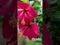 #nature ফুলের প্রেমে মুগ্ধ আমি #musicartist #flowers