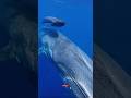 Gentle Giants Beneath the Waves – A Rare Whale and Calf Encounter #short #sea #ocean