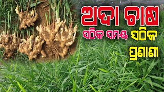 ଅଦା ଚାଷ ଆରମ୍ଭ କରିବାର ସଠିକ ସମୟ, ସଠିକ ପଦ୍ଧତି , ଅଧିକ ରୋଜଗାର  ( How to start Ginger Farming in Odisha ). screenshot 2