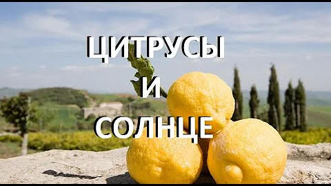 ЦИТРУСЫ И СОЛНЦЕ. Боятся ли цитрусы солнца?!