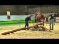 Belgian Draft Horses-National Show-Ability demonstration