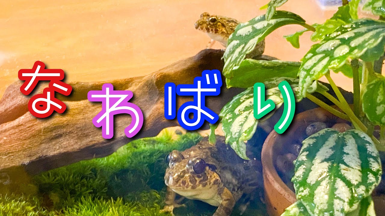 ヌマガエルの多頭飼い問題 同居への第一歩 Youtube ヌマガエルの多頭飼い問題 同居への第一歩 Youtube