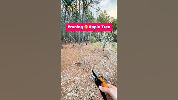 Pruning a Funny Looking Apple Tree #shorts #pruning #appletrees #pruning #fruittrees #growyourown