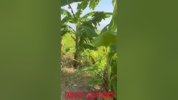 Bán 11800m2 đất lúa xã hậu Mỹ Bắc B cái bè tiền Giang giá 260 tr 1 c lh 0332653885