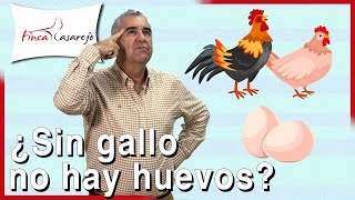 ¿Necesitan las GALLINAS al GALLO para poner HUEVOS?