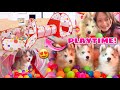 Siberian Husky Puppies Goes Crazy Over Ball Pit! | 500 Pieces Of Balls! | Husky Pack TV