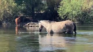 Wild horses on the Salt River, AZ. Edie Barkell kayaking🐶❤️