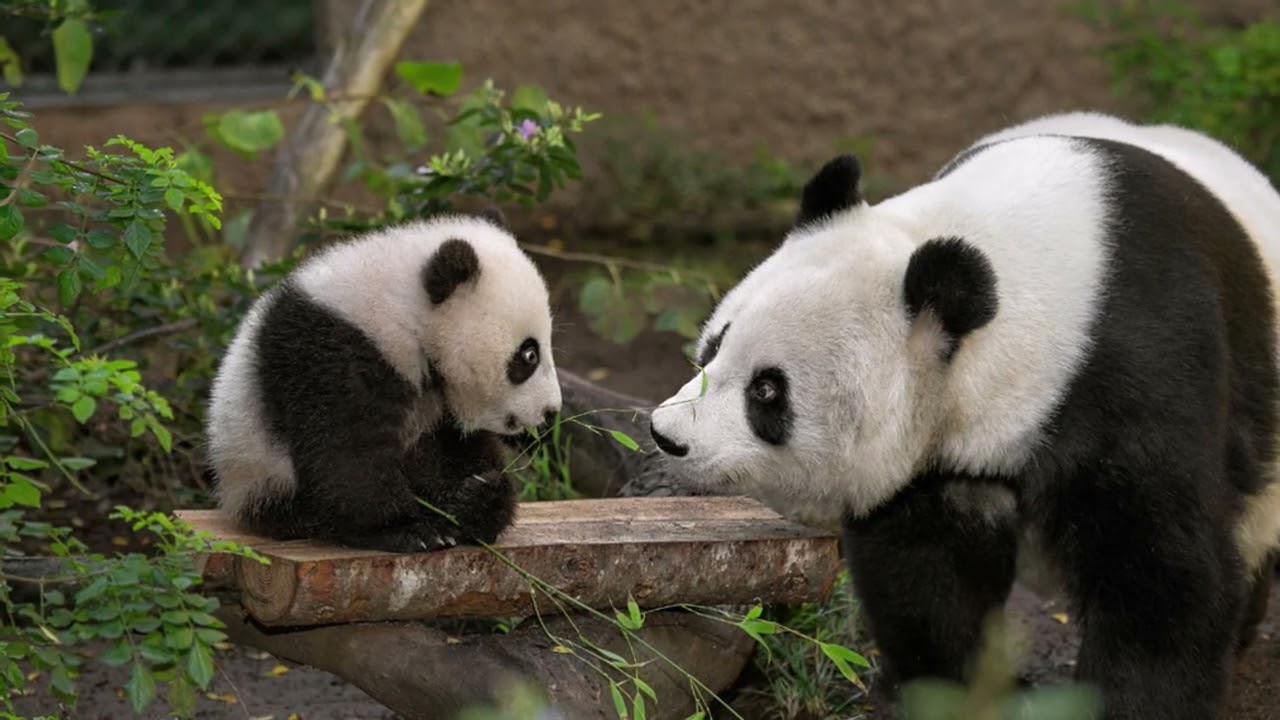 панда вид сбоку. карликовая панда. коала. панда стоит. панда идет.
