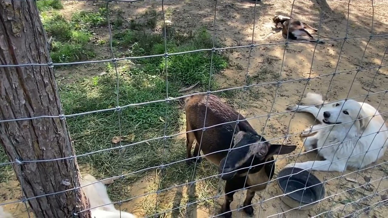 How to tell if your doe is in heat