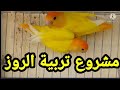 مشروع تربية عصافير الروز مربح جدا جدا 