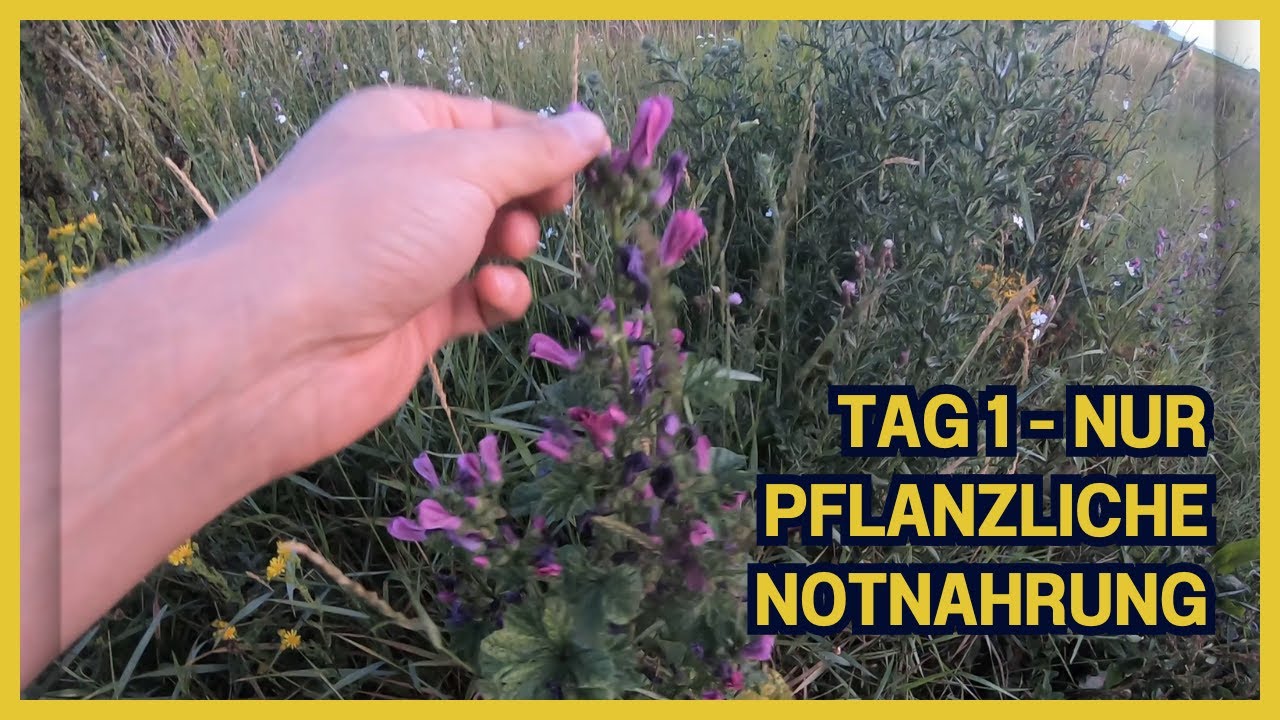 4 Tage Outdoor-Abenteuer nur mit pflanzlicher und tierischer Notnahrung - Tag 1