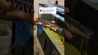 This Tiger Shovel Nose Is Going To Kill My Fish Will Moby Survive?