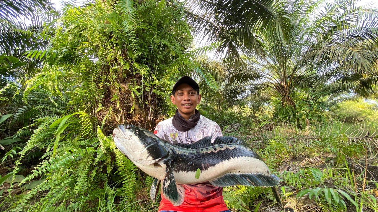 PECAH RECOR !! CASTING TOMAN MONSTER MENGUKAN UMPAN SOFTFROG DIPERKEBUNAN SAWIT SAAT BANJIR