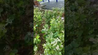 公園澆樹1070524(2)