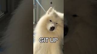 Mornings are hard 😭 #doggybestfriend #fluffydog #samoyed