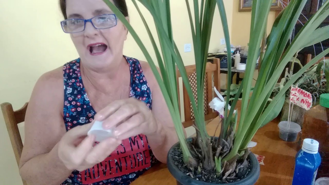 Tempo de adubar seu cibidium com copinhos de gelo mês certo e tempo de parar a produção