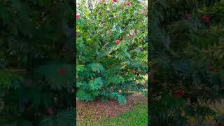 A Lovely Flower Tree  Calliandra Haematocephala / Powder Puff Plant / Orange City, Florida