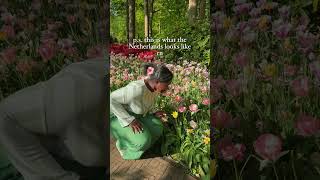 Tulips Season Is Here