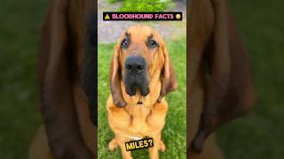 INTERESTING FACTS about BLOODHOUND ⚠ #shorts