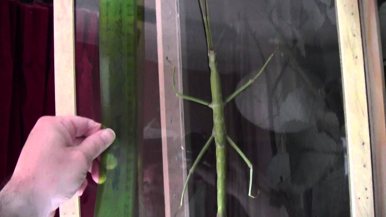 Female Pharnacia ponderosa 21st July 2015