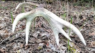 Zrzuty jelenia, ogromna stara tyka / Huge old red stag antler