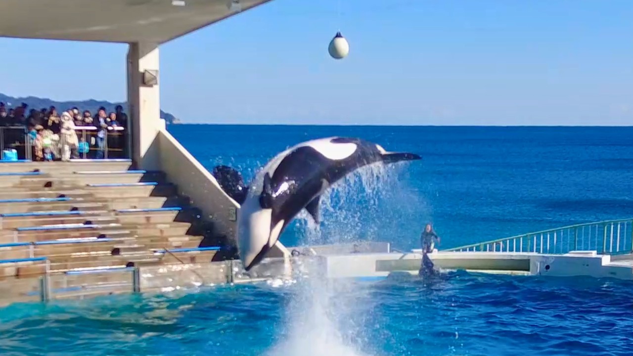 Шоу косаток Шоу косаток😍 Камогава Си Уорлд