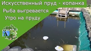 Искусственный пруд утром . Рыба греется на солнце и кушает хлеб . Искусственный пруд своими руками