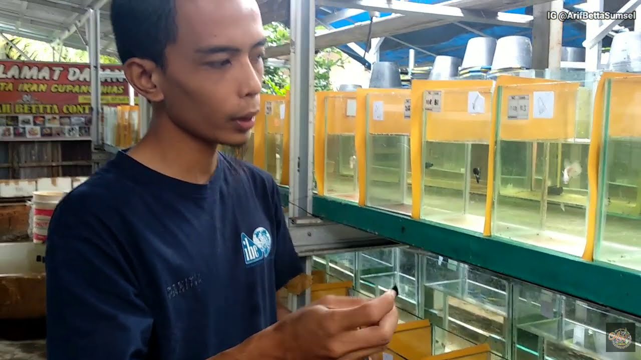 INI DIA RESEP AGAR IKAN TETAP TOP PERFORMA