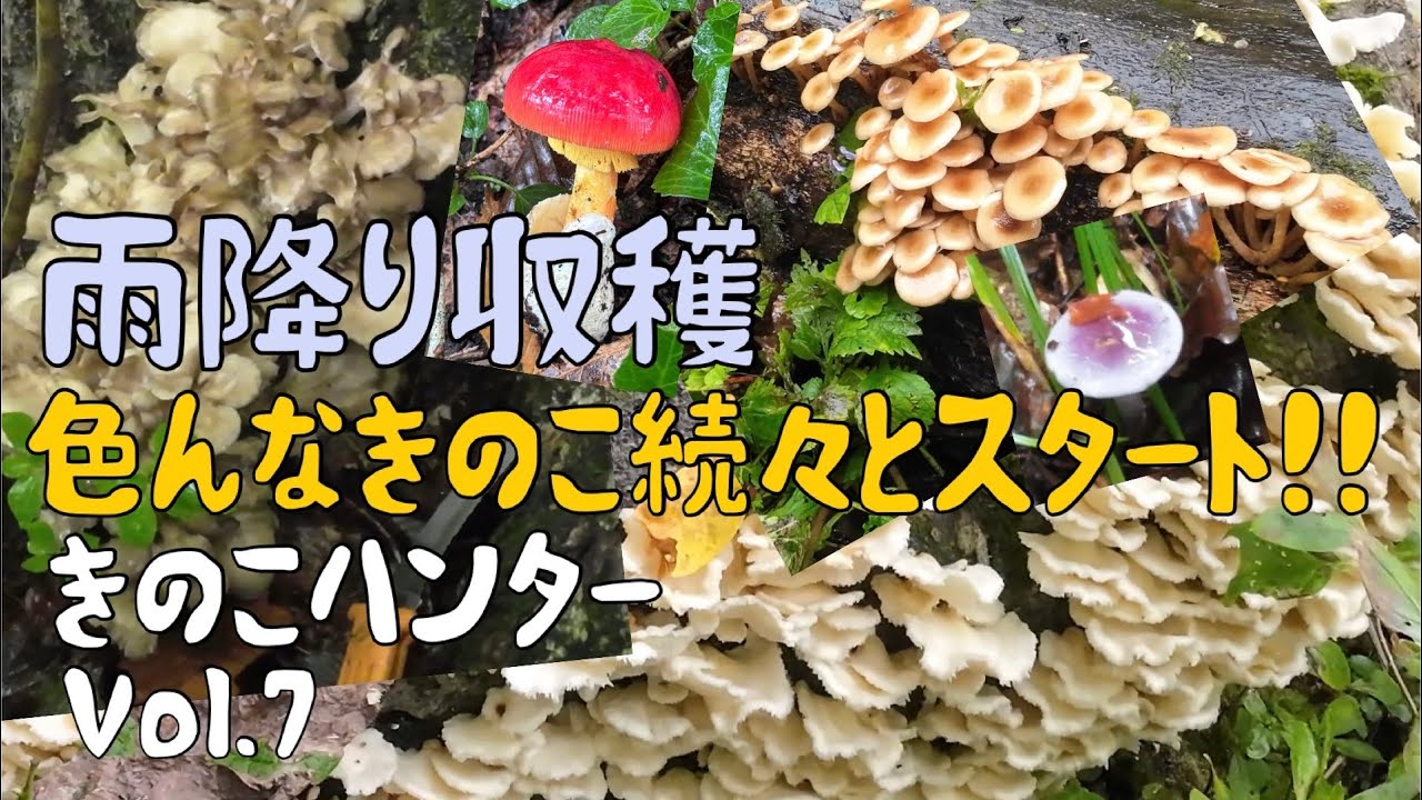 きのこハンターVol.7 雨降りきのこ収穫〜色んなきのこ続々とスタート〜
