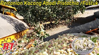 Modern Pistachio Nut Farming | Pistachio Agriculture