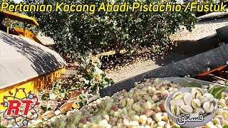 Download Lagu BUDIDAYA PERTANIAN KACANG PISTACHIO MODERN | KACANG OLEH OLEH HAJI MP3