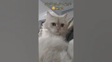 هاكتب لصاحبى اللي سافر جواب 