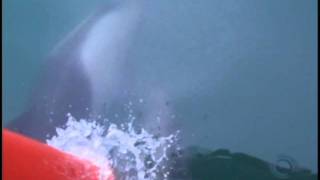 Walvis Bay Dolphins.avi