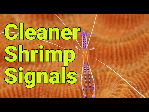 Wideo: Czy krewetki czystsze pomogą w ich przypadku?